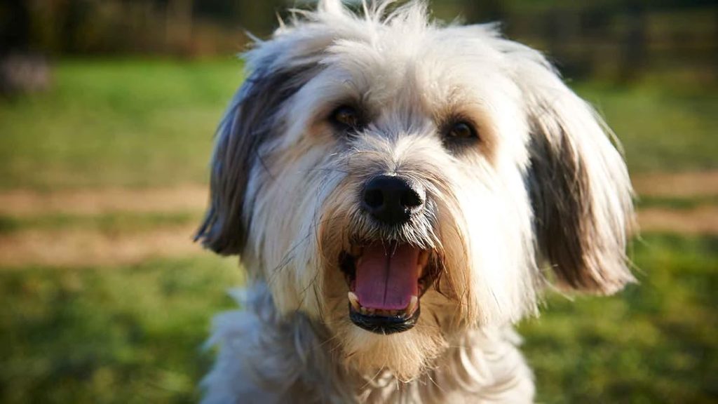 La seguridad alimentaria en petfood: de estándar industrial a exigencia equiparable a la alimentación humana 1 perro